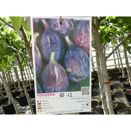 grünwaren Feigenbaum 150-180 cm Obstbaum winterhart kräftiger Stamm, Ficus Carica, Feige, Obst