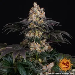 Gelato Feminisiert - Barneys Farm