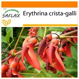 Saflax Garden in the Bag - Erythrina crista galli