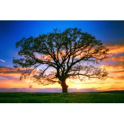 Fototapete PAPERMOON "Baum in Landschaft", bunt, B:3,50m L:2,60m, Vlies, Tapeten