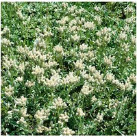 Pflanzen Für Dich Antennaria dioica 'Alba', Katzenpfötchen, weiß, ca.