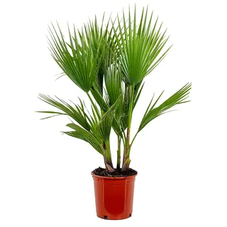 Bloomique - Washingtonia Robusta - Mexikanische Fächerpalme - Palme - Winterharte Balkonpflanzen - Gartenpflanzen Winterhart - Höhe 80-100 cm - Topf 21 cm