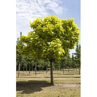 Pflanzen Für Dich Catalpa bignonioides 150–200 cm,