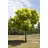 Pflanzen Für Dich Catalpa bignonioides Trompetenbaum, 150–200 cm