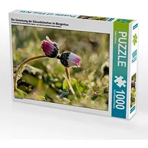 Calvendo Die Umarmung der Gänseblümchen im Morgentau Puzzle