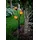 PARFORCE TRADITIONAL HUNTING Solarleuchte Glas Metall 70 cm 3 Kugeln schwarz