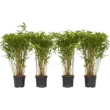 Plant in a Box - Fargesia nitida 'Gansu' - Höhe 50-70cm - Topf 17cm