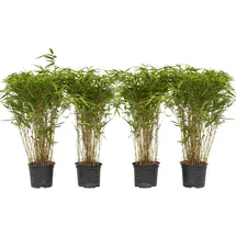 Plant in a Box - Fargesia nitida 'Gansu' - Höhe 50-70cm - Topf 17cm