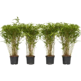 Plant in a Box - Fargesia nitida 'Gansu' - Höhe 50-70cm - Topf 17cm