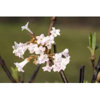 Pflanzen-für-dich.de Viburnum bodnantense 'Charles Lamont', Duftschneeball, rosa Blüten, 80–100