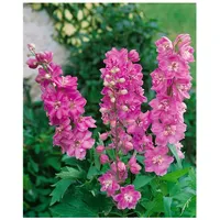 Pflanzen Für Dich Delphinium Pacific 'Astolat', Rittersporn, rosa-lila, ca.