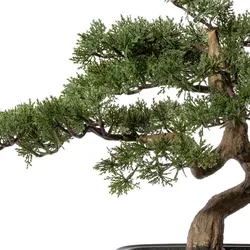 CREATIV green künstliche Pflanze Bonsai Zeder ca 40x40cm, in Kunststoffschale 22x15x6cm, schwarz