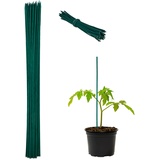 Relaxdays Pflanzenstab, 50er Set, Bambus, 60cm, Ø 6mm, Anzuchtstab für Gemüse, Blumen Rankhilfe, 50 Bindedrähte, grün
