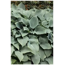 Hosta sieboldiana 'Elegans', Blaublatt-Funkie, 3-5 Liter Container