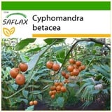 Saflax - Tropischer Tomatenbaum/Tamarillo - 50 Samen - Mit keimfreiem Anzuchtsubstrat - Cyphomandra betacea