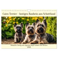 Calvendo Cairn Terrier - lustiges Raubein aus Schottland (Wandkalender