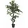 Europalms Ficus Waldbaum, 110cm