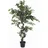Europalms Ficus Waldbaum, 110cm