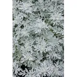 pflanzen-für-dich.de Pflanzen für Dich Staude Artemisia stelleriana Mori, 1 St., Edelraute, Silberkraut gelb
