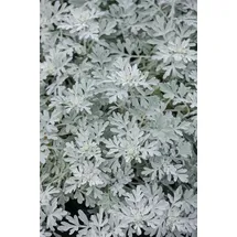 pflanzen-für-dich.de Pflanzen für Dich Staude Artemisia stelleriana Mori, 1 St., Edelraute, Silberkraut gelb