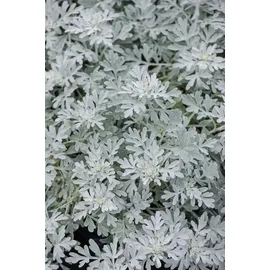 pflanzen-für-dich.de Pflanzen für Dich Staude Artemisia stelleriana Mori, 1 St., Edelraute, Silberkraut gelb