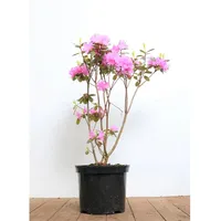 Pflanzen Für Dich Rhododendron carolinianum 'P.J.Mezitt', rosa Blüten, 30–40