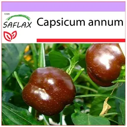 SAFLAX - Pfeffer - Süße Schokolade x - 10 Samen - Capsicum annum