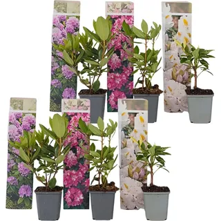 Plant in a Box - 6 Stk - Rhododendron catawbiense - Höhe 25-40cm - Topf 9cm