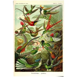 Poster REINDERS "Kolibris Lithografie", bunt (farbe bild(er): mehrfarbig), B:61cm H:91,5cm, Papier, Bilder