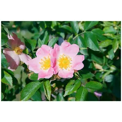Rosa rubiginosa, Weinrose, 40–60 cm, duftend