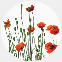 K&L Wall Art Vliestapete »Runde Vliestapete«, Kadam Rote MohnBlumen Mohn, mehrfarbig, matt - bunt