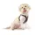 Curli Clasp Vest Hundegeschirr Schwarz XS