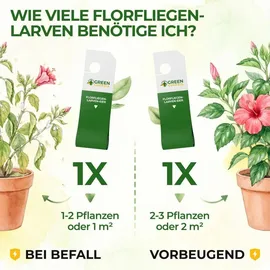 cubero gmbh Florfliegenlarven gegen Blattläuse & Wollläuse 1 Karte für 2 m2
