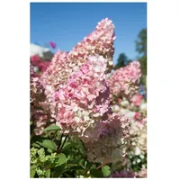 Pflanzen Für Dich Hydrangea paniculata 'Sundae Fraise', Rispenhortensie, rosa-weiß,