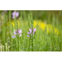 Pflanzen Für Dich Physostegia virginiana 'Bouquet Rose' p 0,5