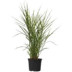 Plant in a Box Zebra-Chinaschilf - Miscanthus sinensis Zebrinus Höhe 20-30cm