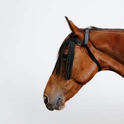 Fliegenschutz-Stirnband Pferd/Pony Fliegenfransen schwarz, schwarz, WARMBLUT