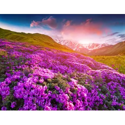 Fototapete PAPERMOON "Berge Blumen", bunt (mehrfarbig), B:4,5m L:2,8m, Vlies, Tapeten