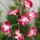 Hellum LED Lichterkette 1,35 m warmweiß Rosa