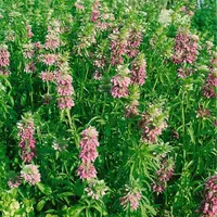 Pflanzen Für Dich Monarda fistulosa 'Feuerschopf', Indianernessel, rot, ca.