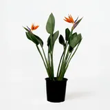 Plant in a Box - Paradiesvogelblume - Strelitzia reginae - mit Blüten - Höhe 70-100cm - Ø19cm