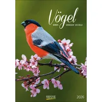 Korsch Verlag Vögel 2026
