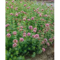 Pflanzen Für Dich Phuopsis stylosa, Kreuzblume, rosa Blüten, ca.