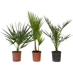 Plant in a Box Chamaerops, Phoenix, Washingtonia - Außenbereich-Palmenmix 3et Set Höhe 50-70cm