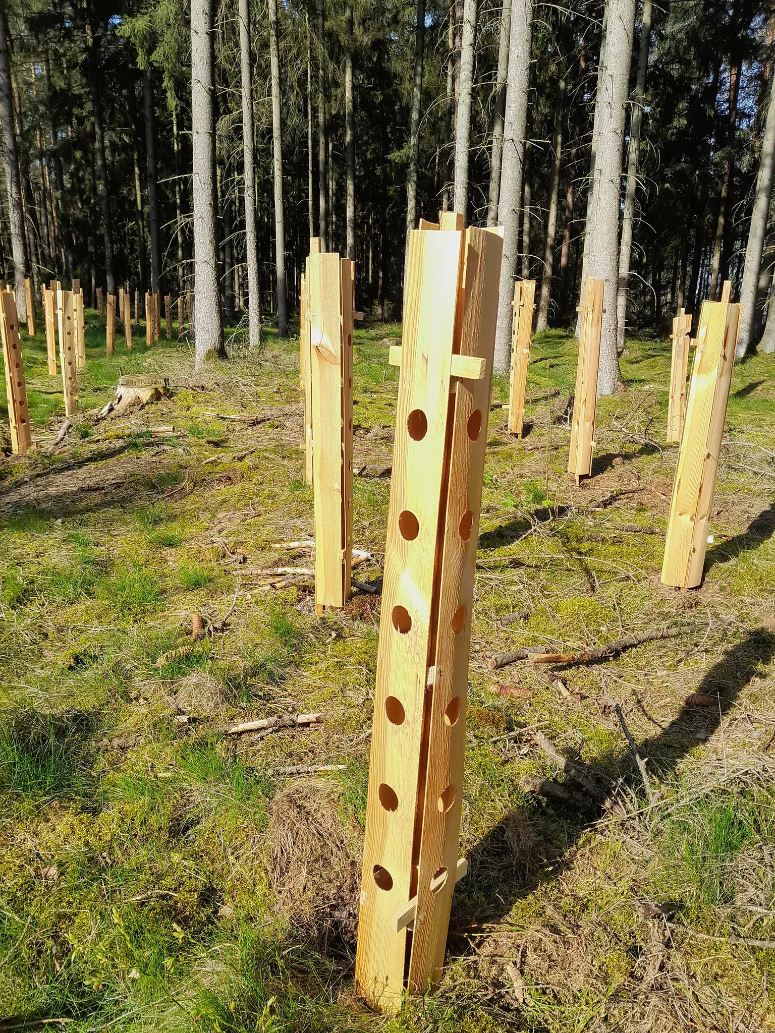 Stabilisierungsholz für Holz-Wuchshülle Dendron