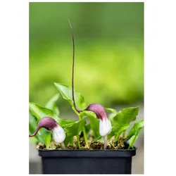 Arisarum proboscideum, Mauswurz, ca. 9x9 cm Topf, exotisch