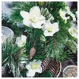 Home fashion 20 Servietten Winterrose und Zweige | Natur | Winter | Weihnachten | Tischdeko | Decoupage | Serviettentechnik 33x33cm