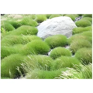 Stauden Gänge 1 x Festuca gautieri 'Pic Carlit' (Ziergras/Gräser/Winterhart/Mehrjährig/Immergrün/Staude) Bärenfellgras - Die perfekte Wahl für bodendeckende Eleganz - perfekter Bodendecker