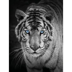 Wohndecke KINZLER "Mikrofaser Fotodruck "Tiger"", bunt, B:150cm L:200cm, Polyester, Wohndecken