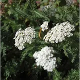 die nr-01.de Achillea millefolium Schneetaler Schafgarbe 'Schneetaler'